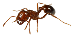 mirmigia