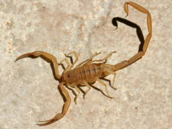 scorpion
